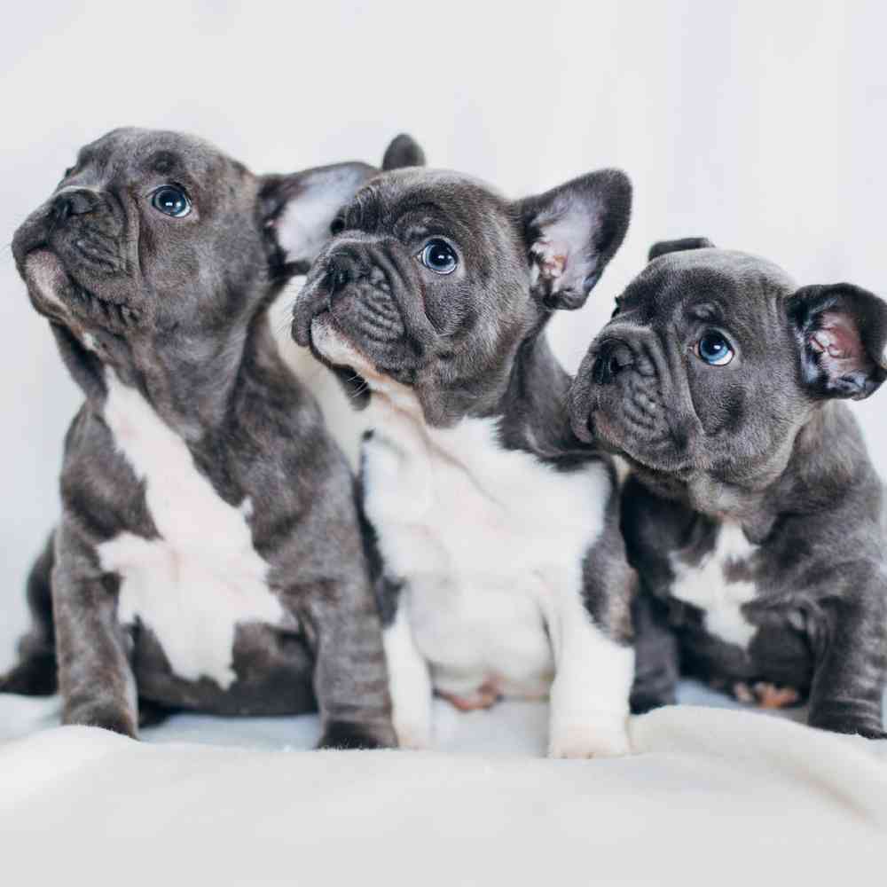 Finding the Best Breeder for French Bulldog Puppies