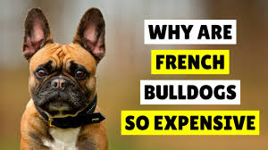Why Are French Bulldogs So Expensive