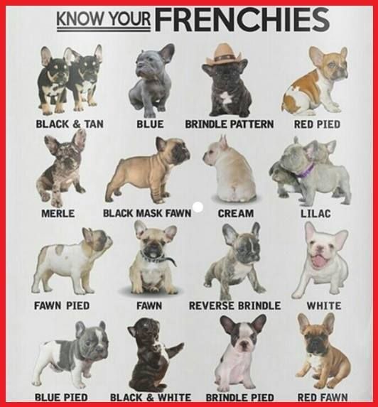 French Bulldog Colors