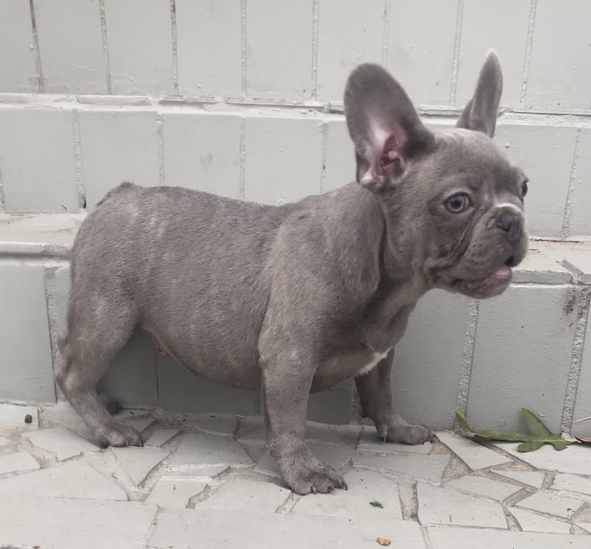 Male frenchie available