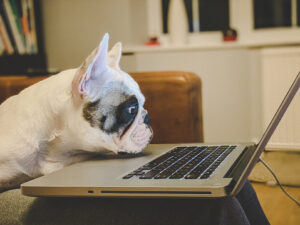 Office dog. Frenchie with a laptop