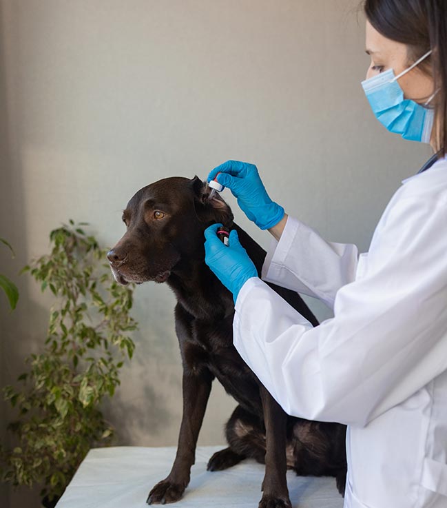 european-woman-veterinarian-examines-labrador-dog-appointment