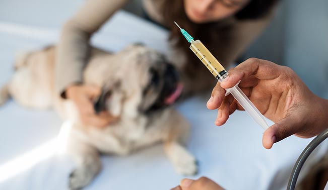 veterinarian-preparing-vaccination
