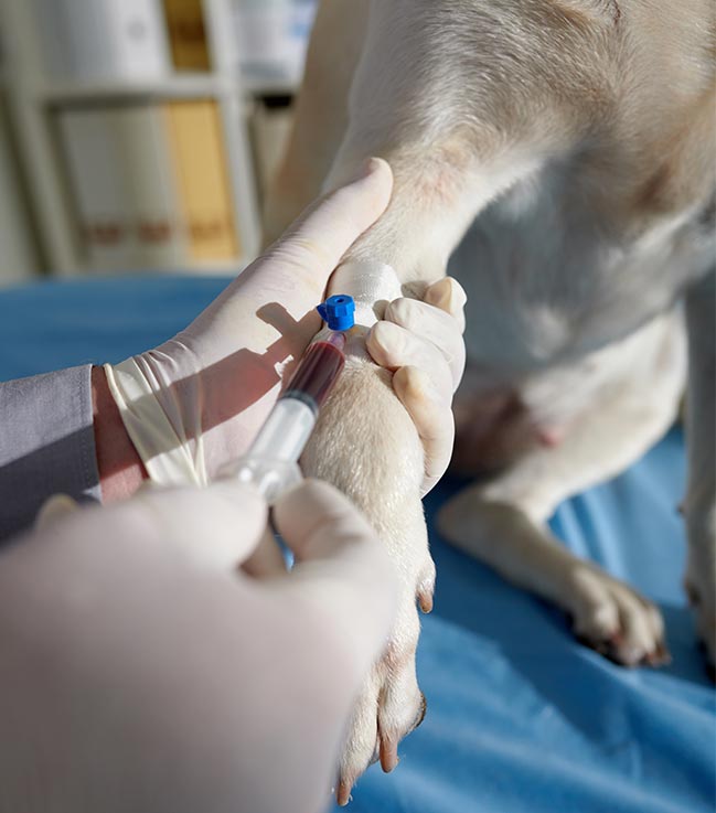 veterinarian-taking-blood-sample