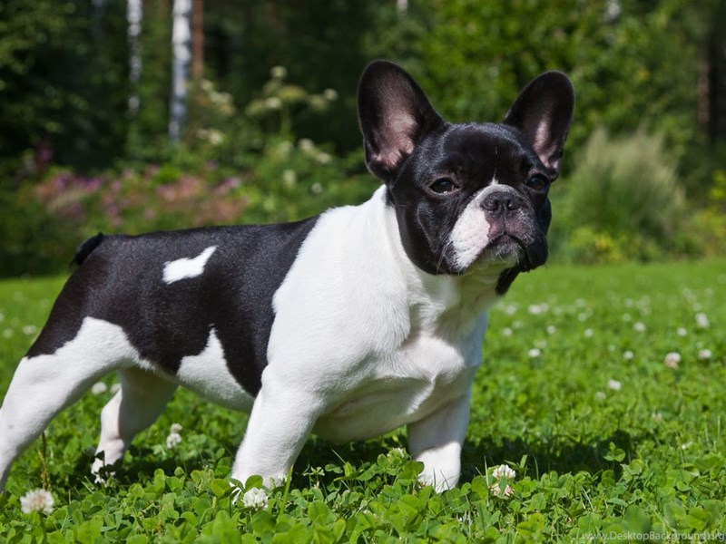 716349_french-bulldog-wallpapers_1200x725_h