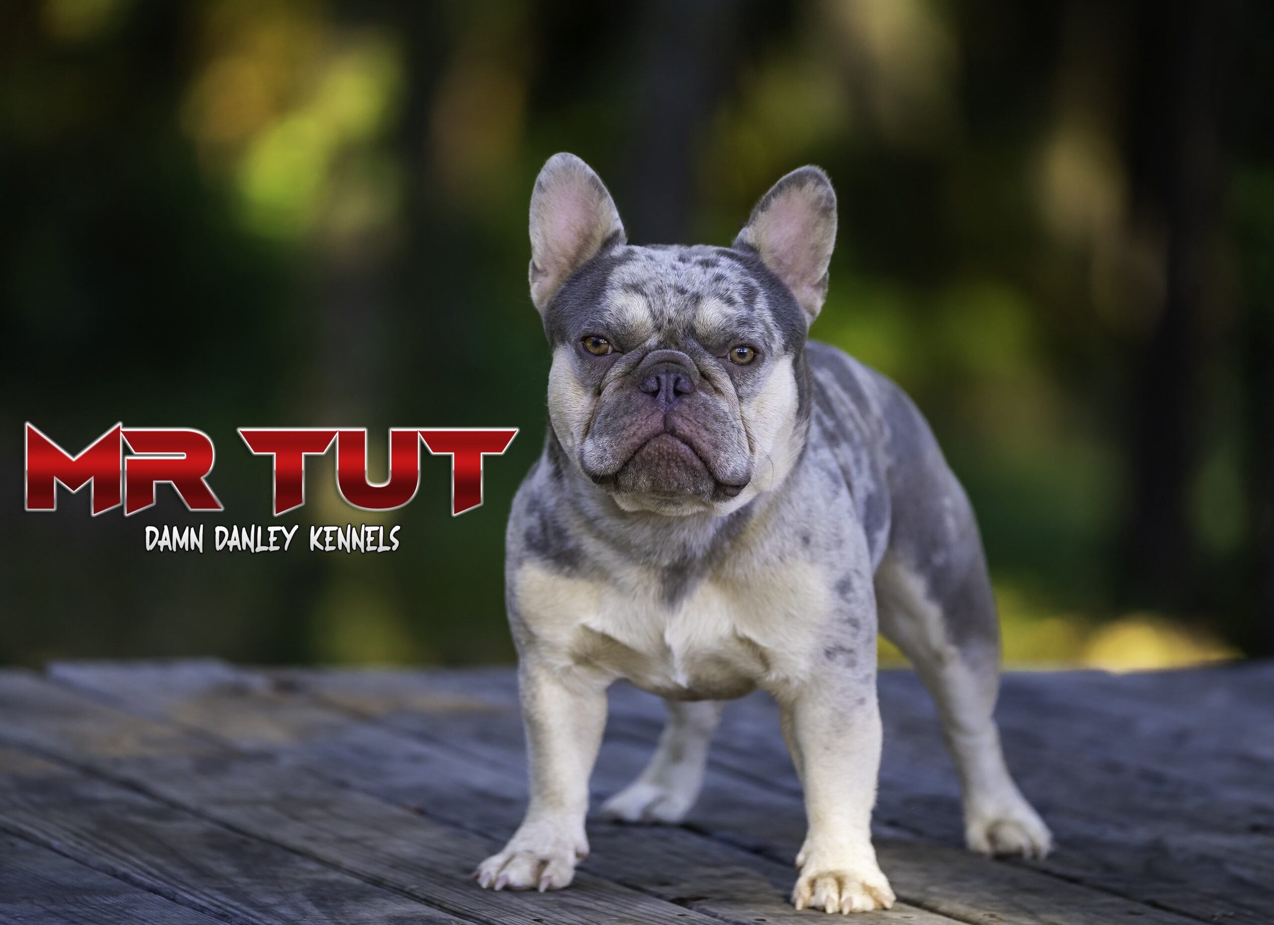 French Bulldog Stud Service in Atlanta - Damn Danley Kennels